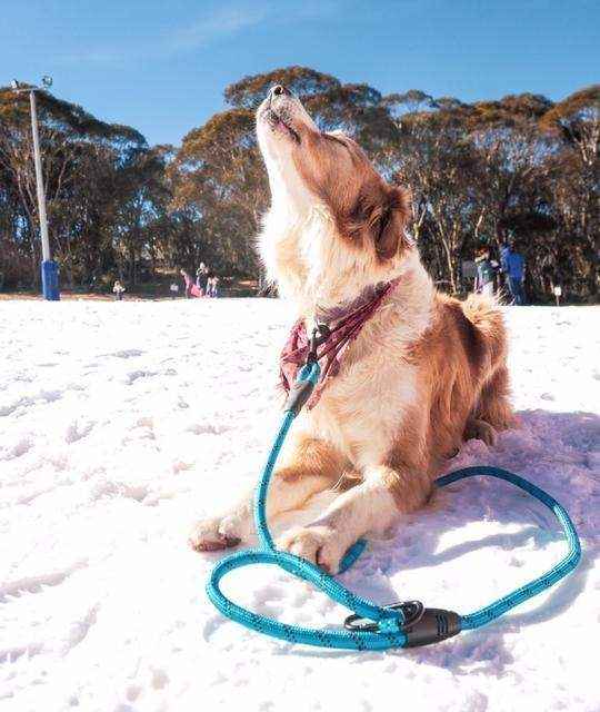 Navigator Gear Dog Leash Buddy - 1.5 Metre - Blue - Everything Caravans